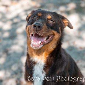 Madonna, Adult Female Mixed Breed