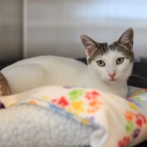 Meet Verna a playful and curious little explorer with a soft white coat with sp