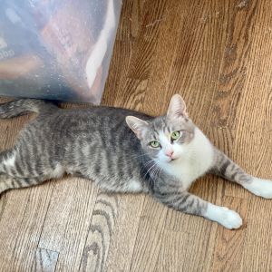 Ariel was a young mom and did a fantastic job caring for her kittens She is now