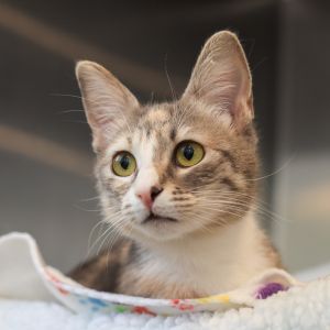 Maya is a quiet gentle soul with a colorful soft coat and thoughtful eyes She 