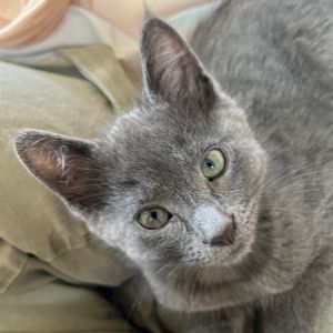 My name is Rocco and even though I am the biggest in my litter I am also the mo