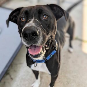 Hagrid, Adult Male American Staffordshire Terrier