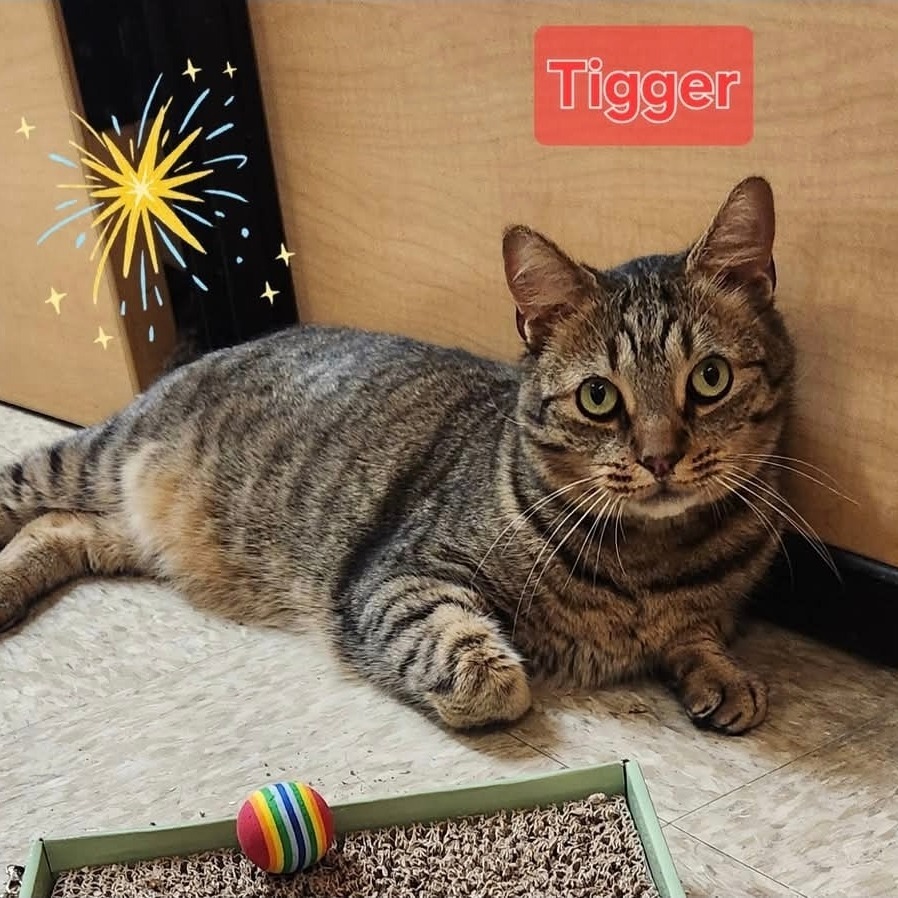 Tigger (PetSmart)