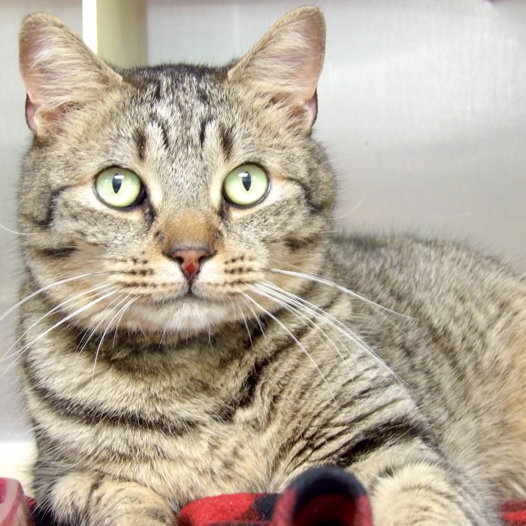 Tigger (PetSmart)