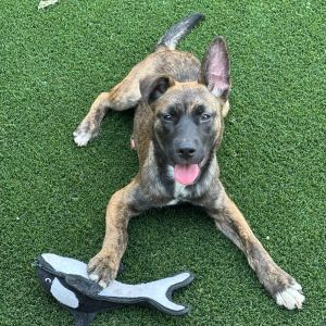Hi Im Smokey My foster mom says Im irresistibly cute-partly because one of my ears stands tall w