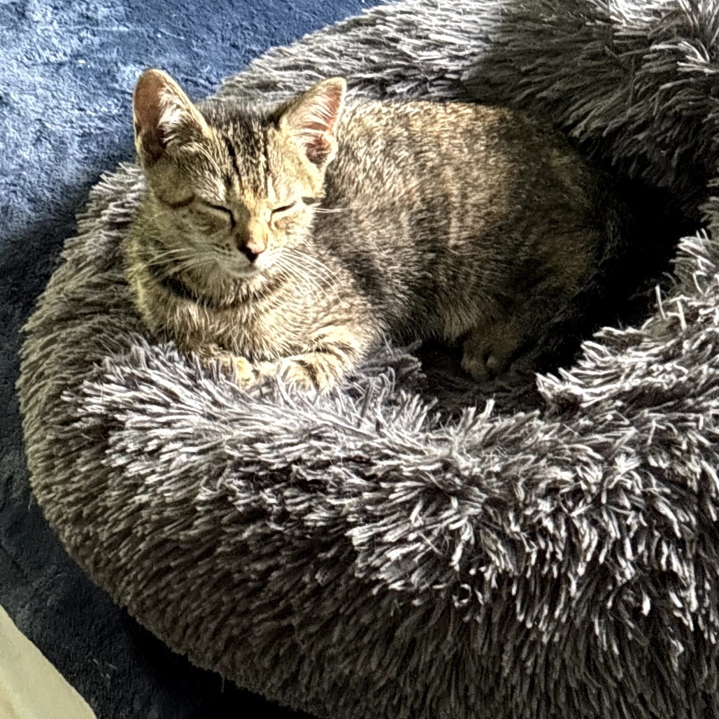 Petunia