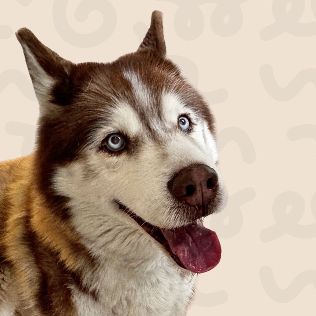 Kovu