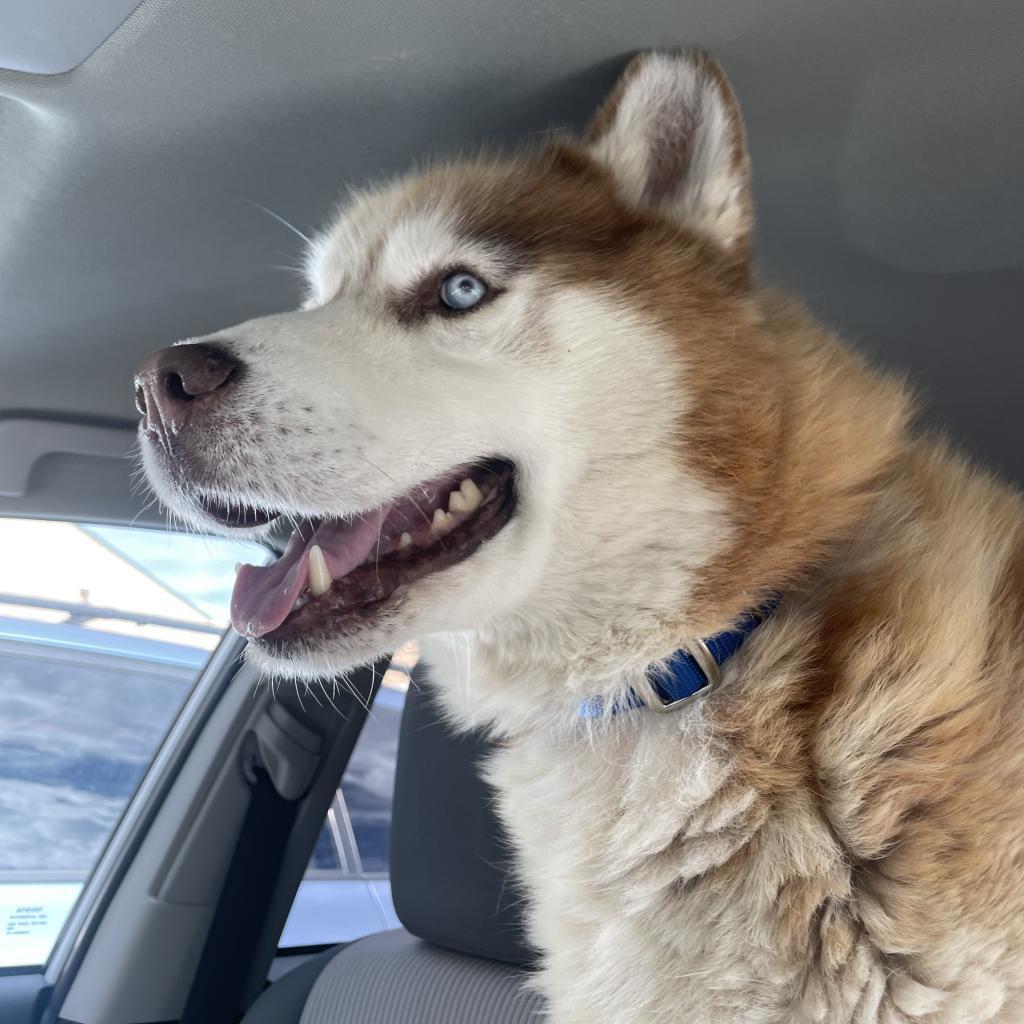 Kovu