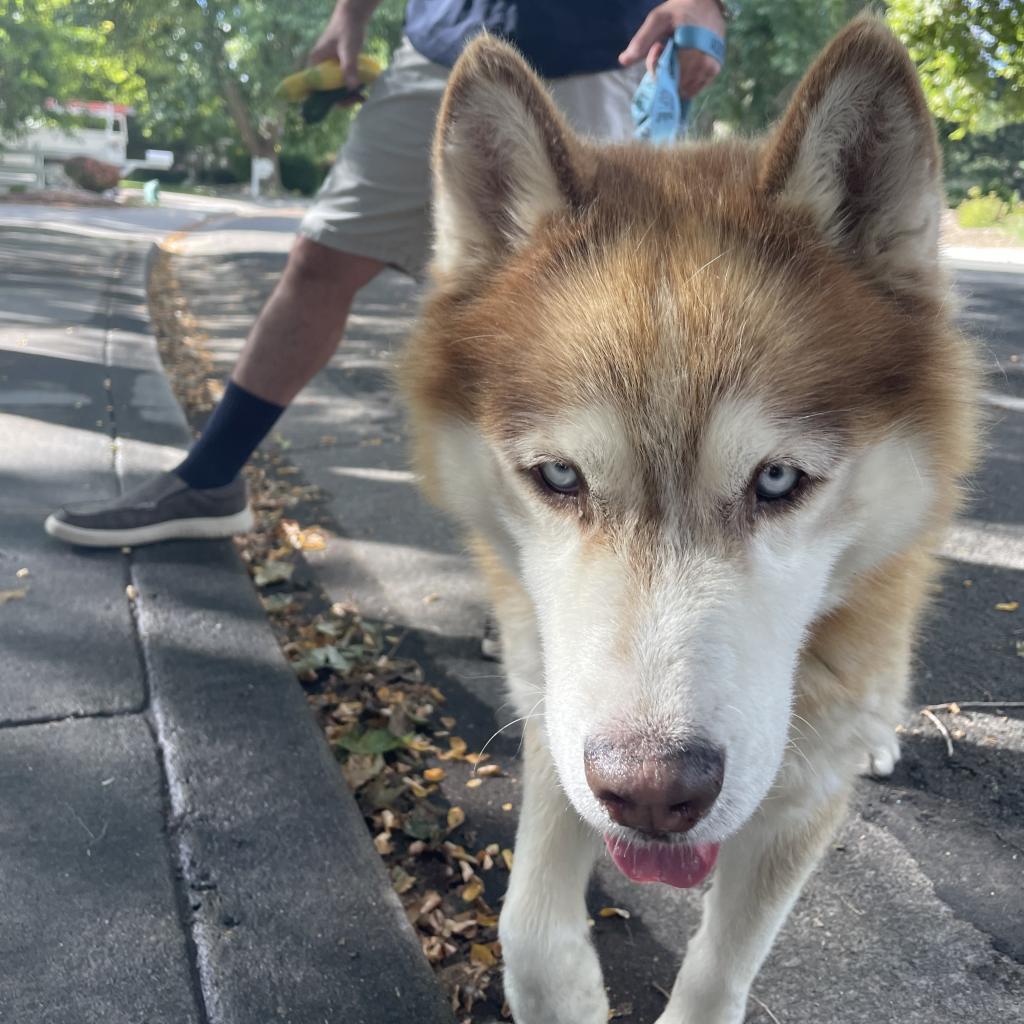 Kovu