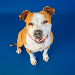 Bria, Senior Female Terrier