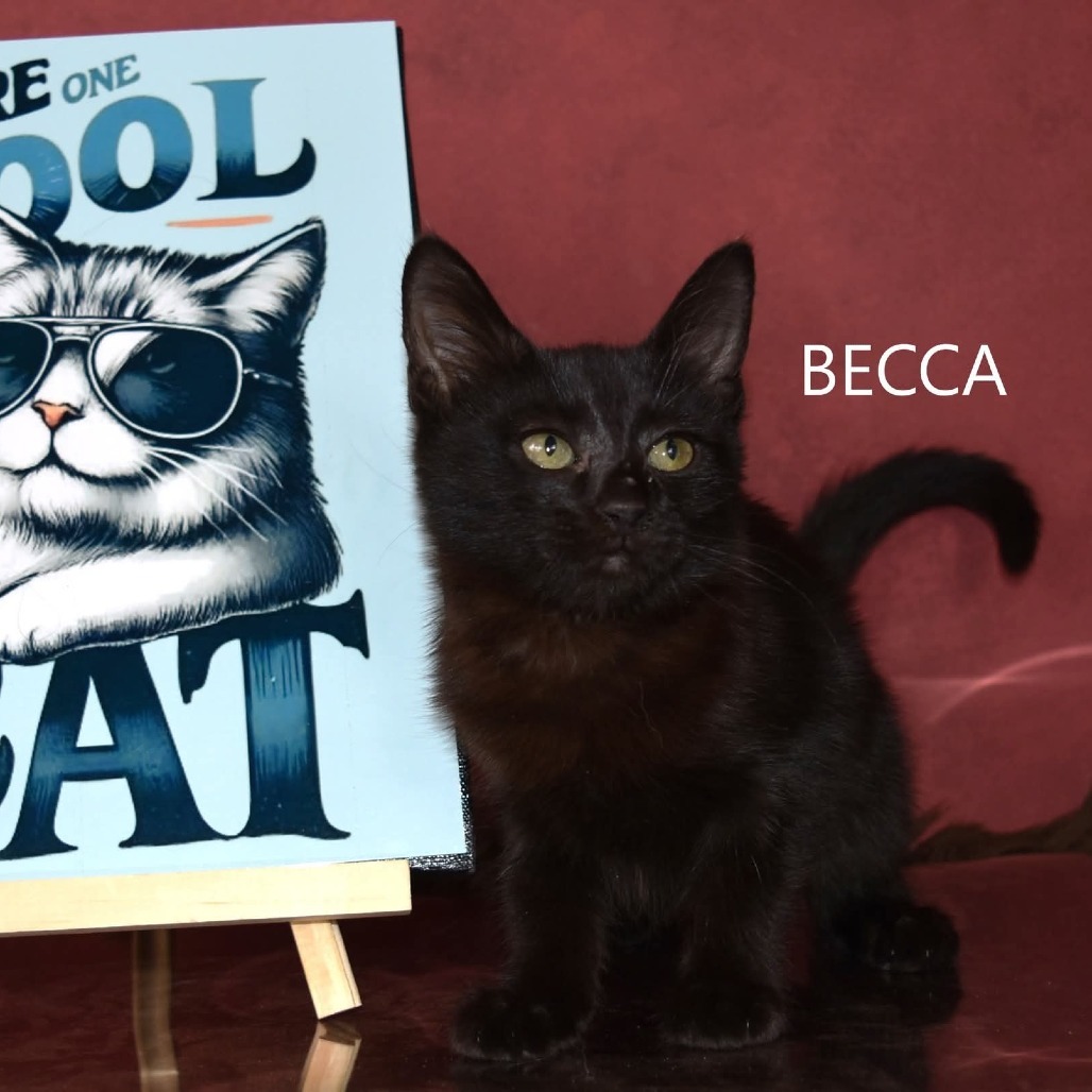 Becca, an adoptable Domestic Short Hair in Yuma, AZ, 85365 | Photo Image 1