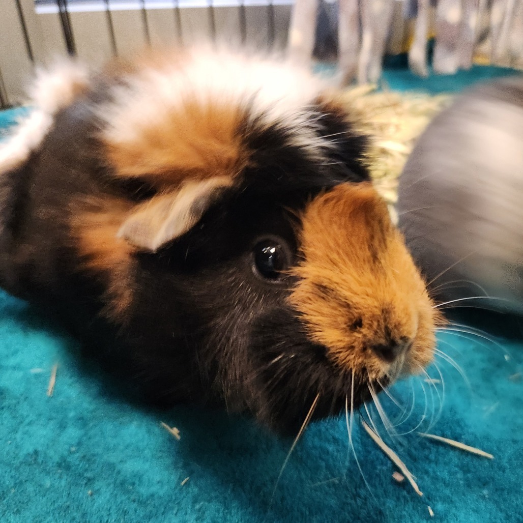 Little Einstein