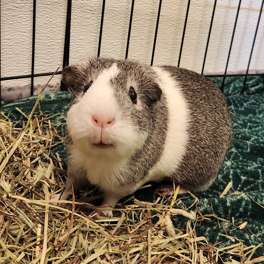 Little Smokey