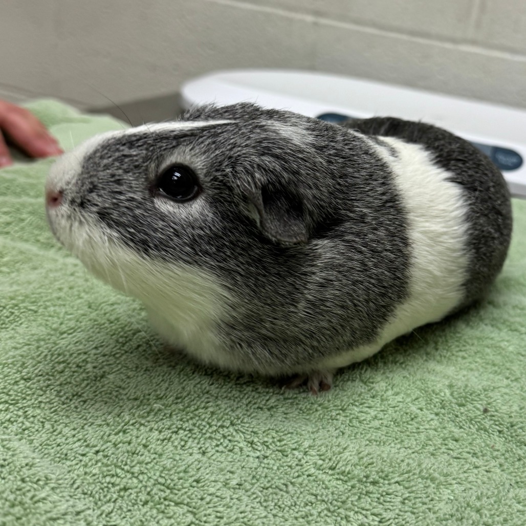 Little Smokey