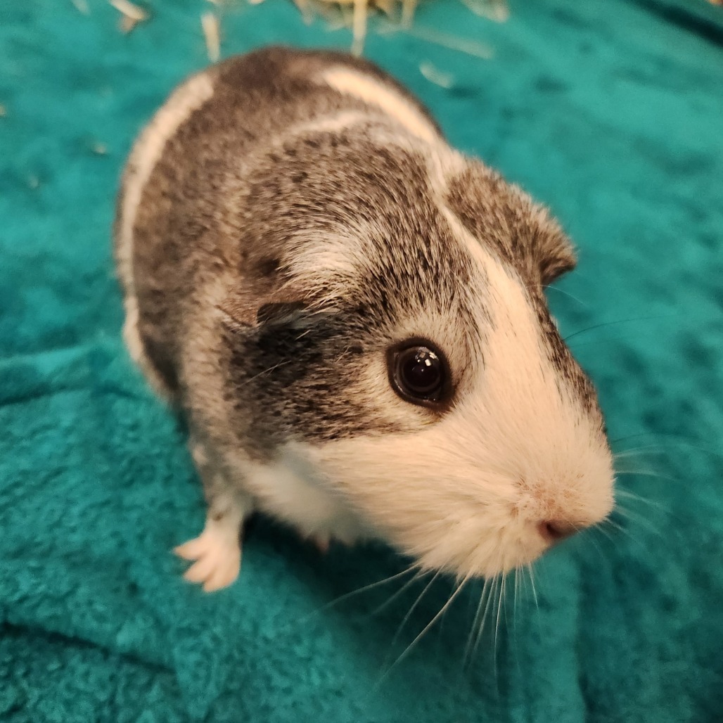 Little Smokey