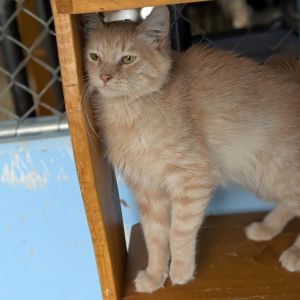 Buster, Adult Male Domestic Medium Hair