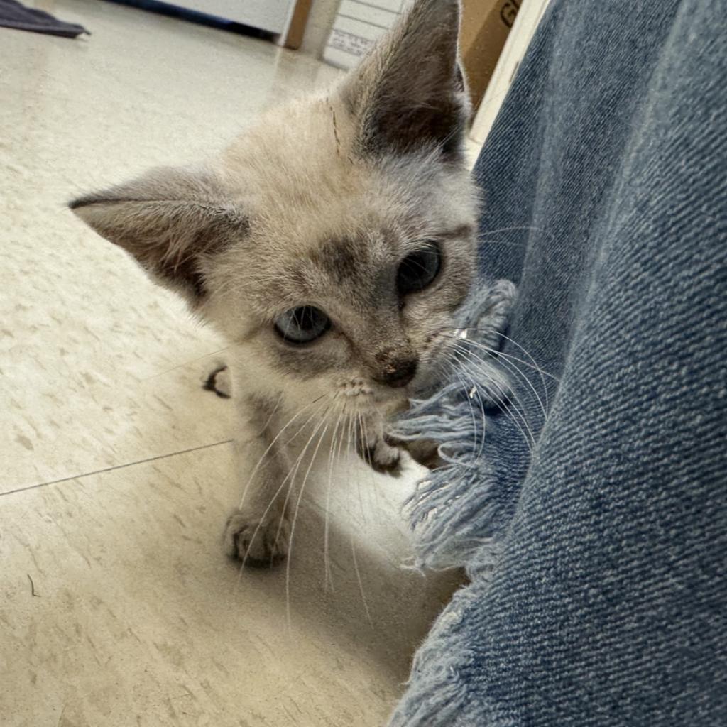 Kimi