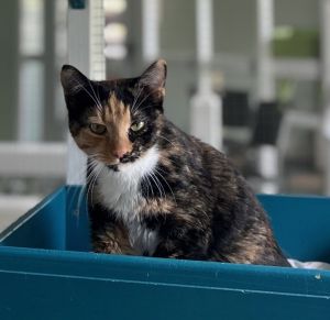 Millie, Young Female Domestic Short Hair