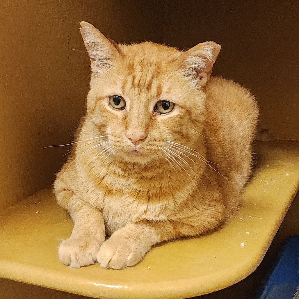Riddle, an adoptable Domestic Short Hair in Las Vegas, NV, 89146 | Photo Image 1