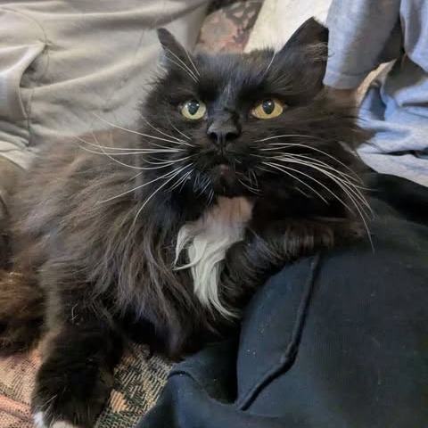Calliope, an adoptable Domestic Long Hair in Nampa, ID, 83686 | Photo Image 1
