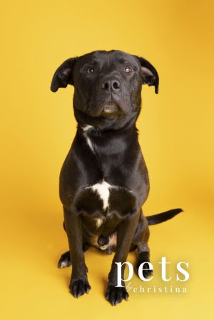 Chance Cain, Adult Male Labrador Retriever