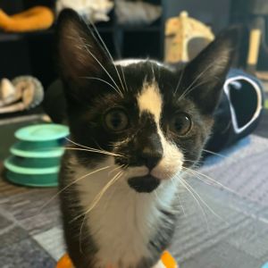 Pretzel, Baby Male Domestic Short Hair