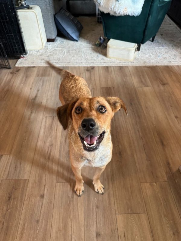 Pet Image