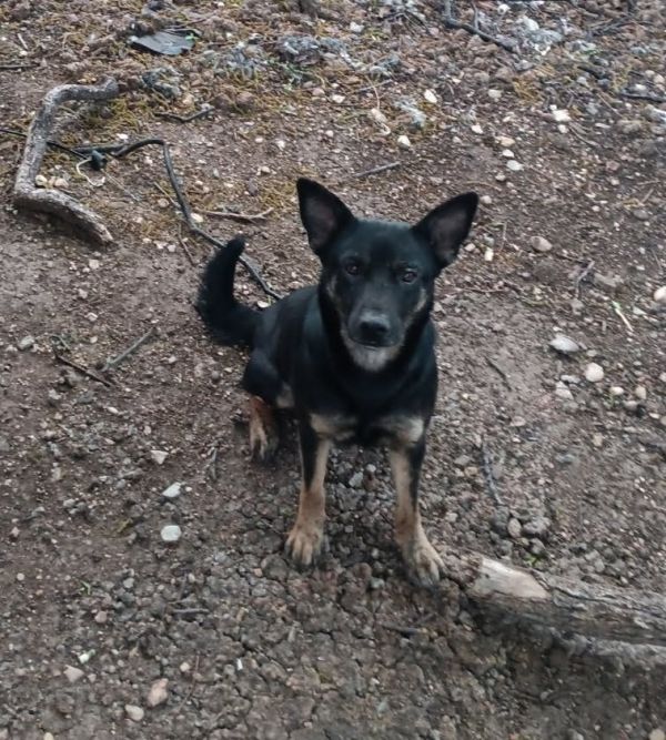 Pet Image