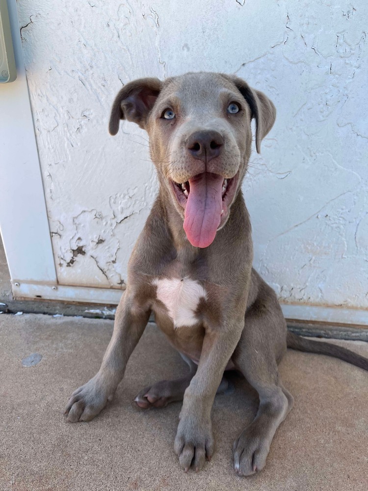 Scout