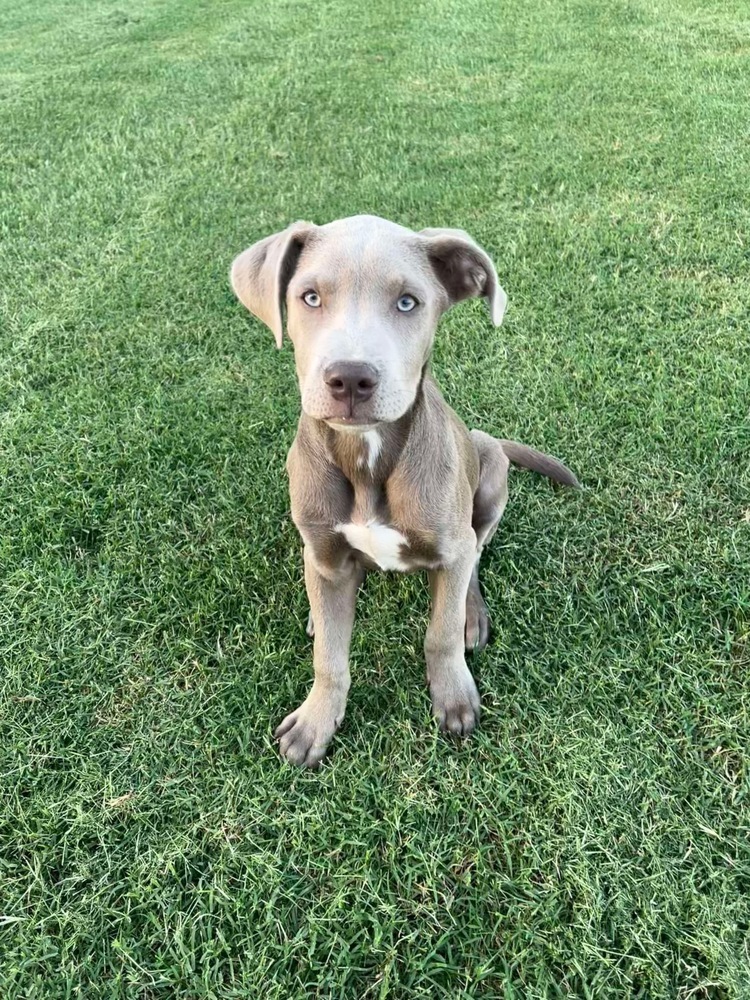 Scout