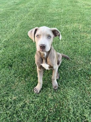 Scout, Baby Male Labrador Retriever