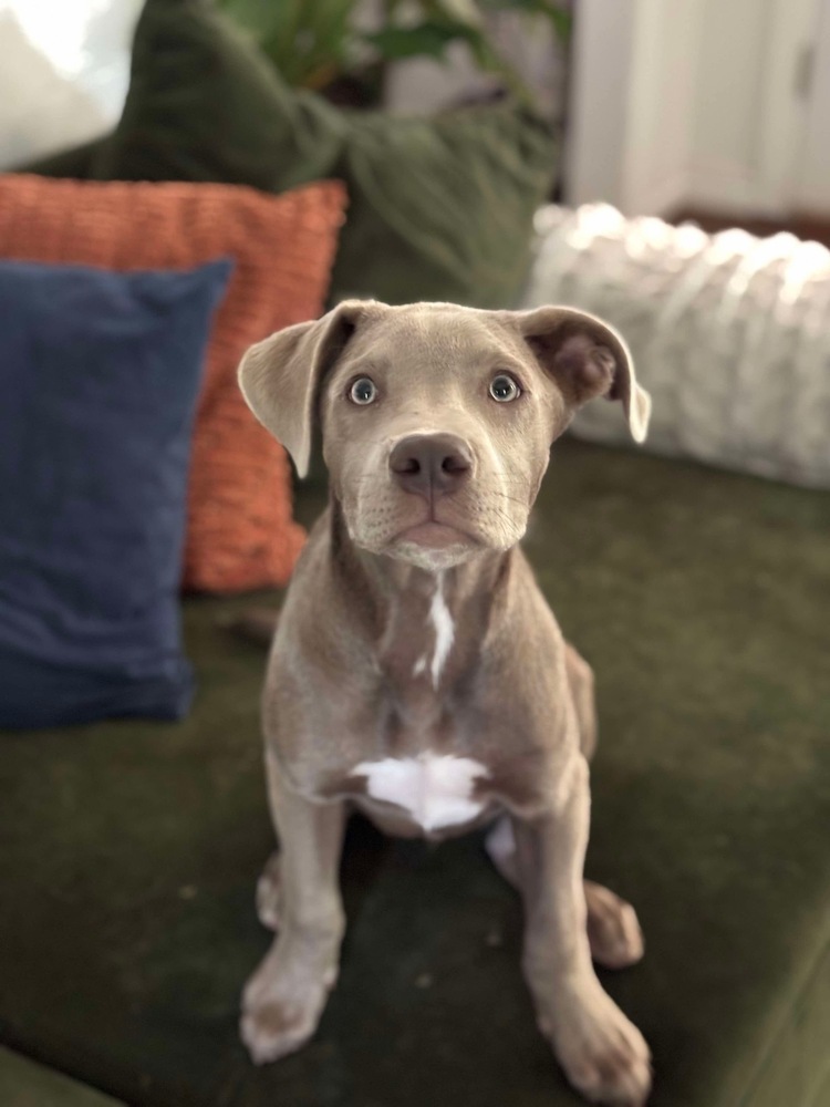 Scout