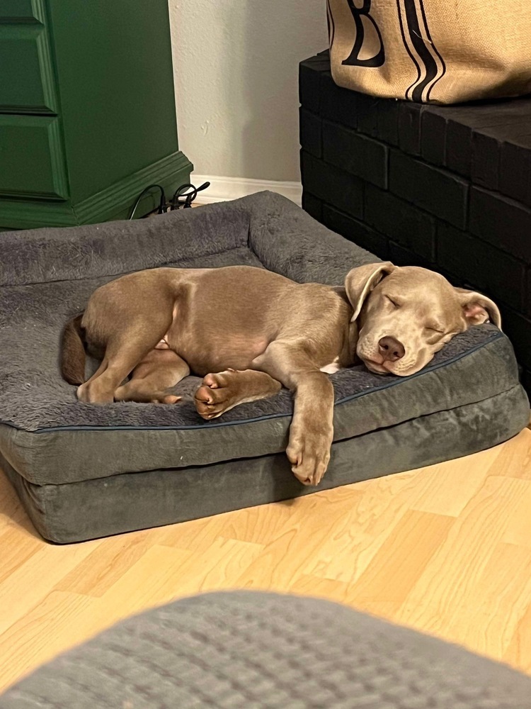 Scout