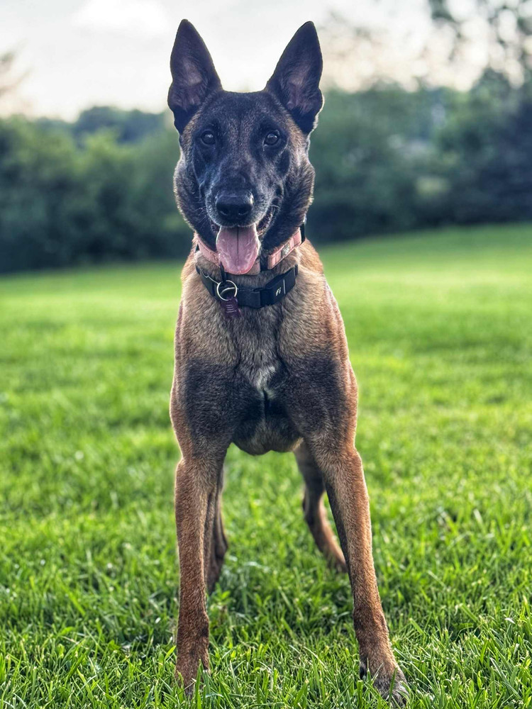 Moxie - located in MI