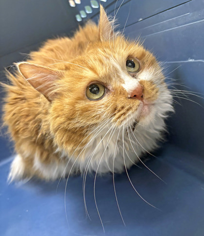 Ginger Kitty