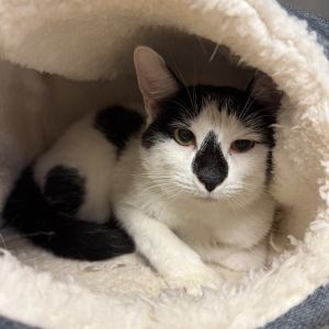 Nigel, Adult Male Domestic Short Hair