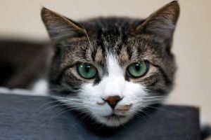 Birthdate 10162022 Breed One of a kind Lil Frank is a sweet gentle soul with a laid-back vibe t