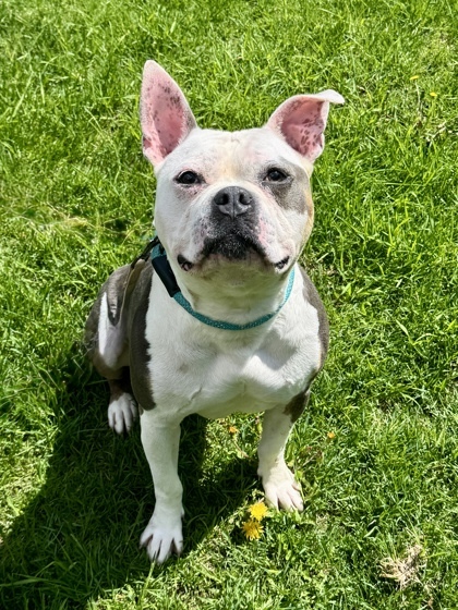 Roko