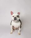 Roko photo 1