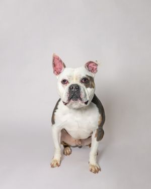 Roko, Adult Male American Bulldog