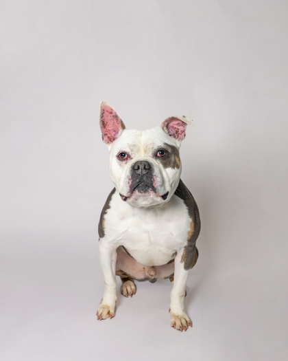 Roko, an adoptable American Bulldog, Mixed Breed in Harbor Springs, MI, 49740 | Photo Image 1