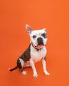 Roko photo 3