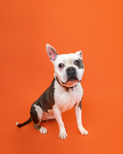 Roko, an adoptable American Bulldog, Mixed Breed in Harbor Springs, MI, 49740 | Photo Image 3