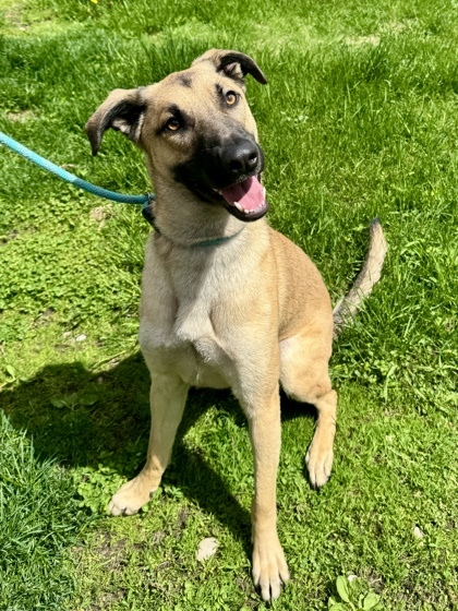 Kinetic, an adoptable German Shepherd Dog, Mixed Breed in Harbor Springs, MI, 49740 | Photo Image 1