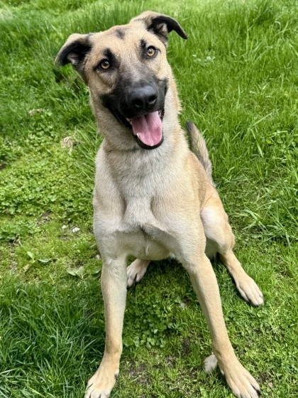 Kinetic, an adoptable German Shepherd Dog, Mixed Breed in Harbor Springs, MI, 49740 | Photo Image 2