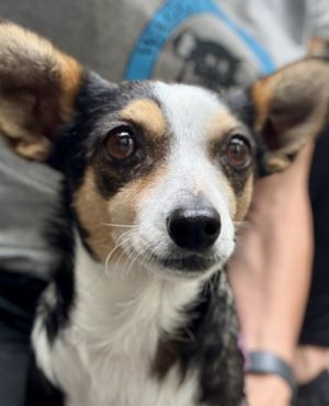 Marilyn a 5-year-old 13-pound female rat terrierchi mix is a cuddle monster She has adjusted we