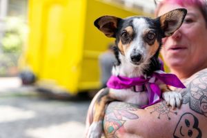 Marilyn a charming 5-year-old 13-pound female Rat Terrier Corgi and Chihuahua mix is the epitom