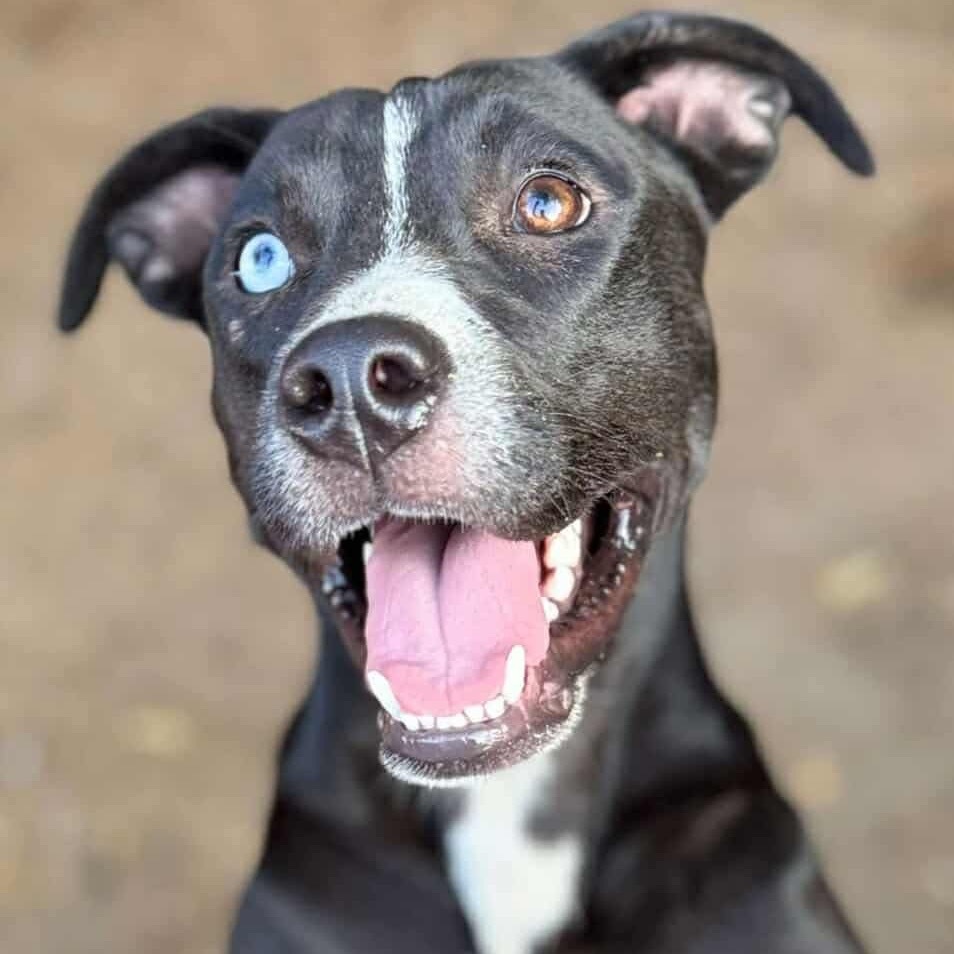 Harper Lea Tucker, an adoptable Catahoula Leopard Dog, Mixed Breed in Wadena, MN, 56482 | Photo Image 1
