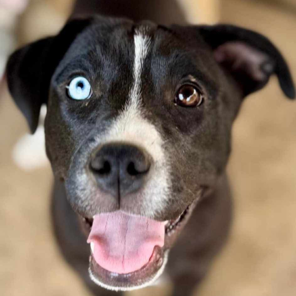 Harper Lea Tucker, an adoptable Catahoula Leopard Dog, Mixed Breed in Wadena, MN, 56482 | Photo Image 2