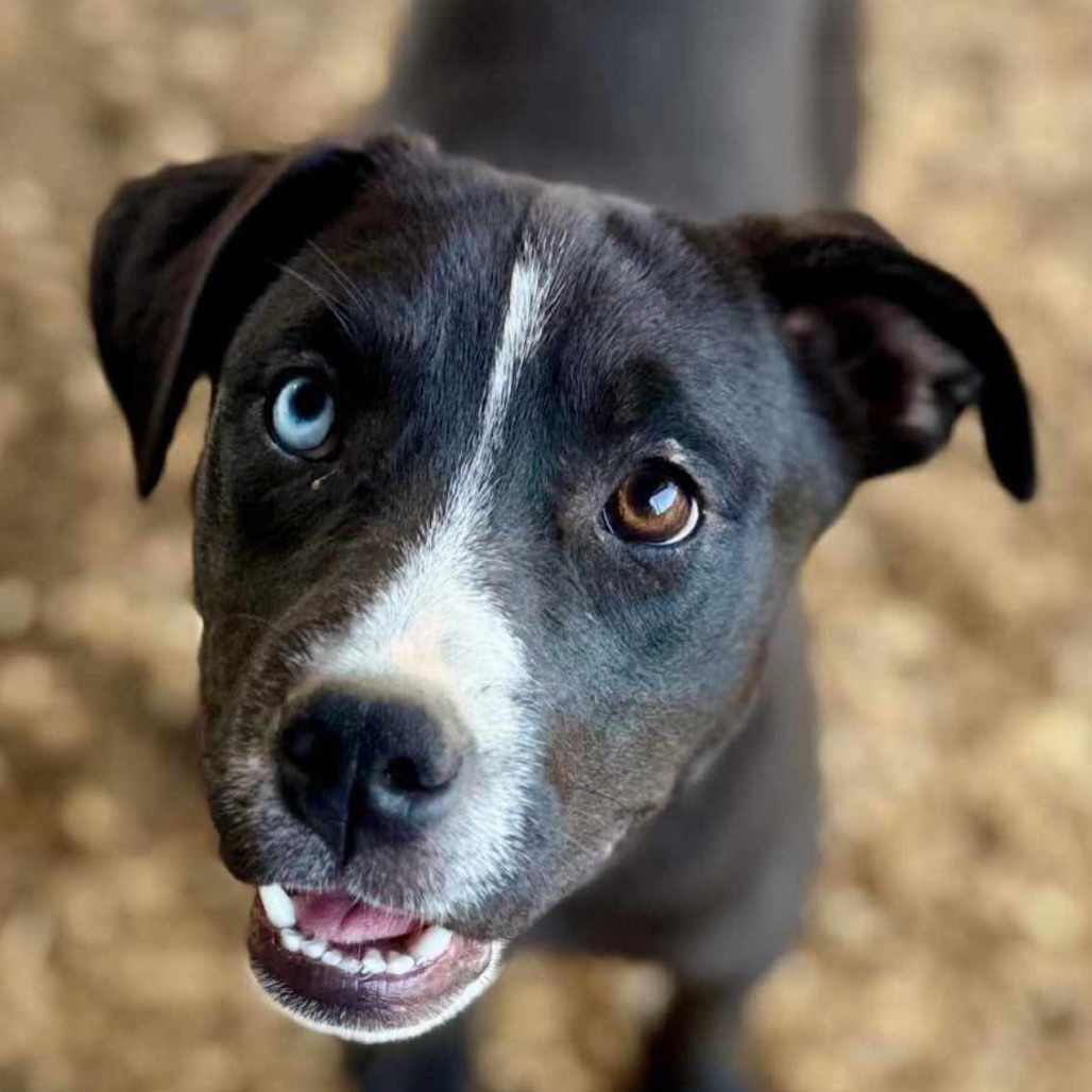 Harper Lea Tucker, an adoptable Catahoula Leopard Dog, Mixed Breed in Wadena, MN, 56482 | Photo Image 3